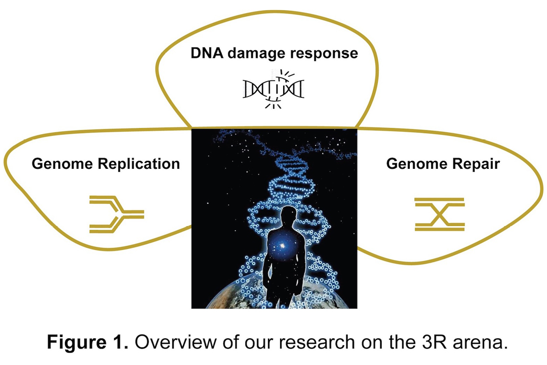 Figure 1. Overview of our research on the 3R arena.