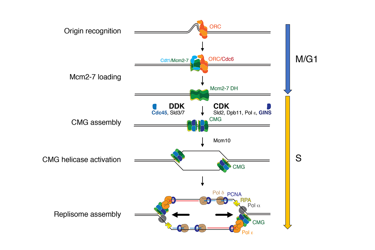 Figure 1: Mechanism of DNA replication in eukaryotes.