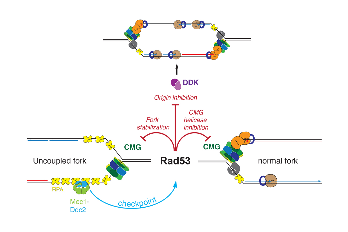 Figure 3: Checkpoint regulation of DNA replication.