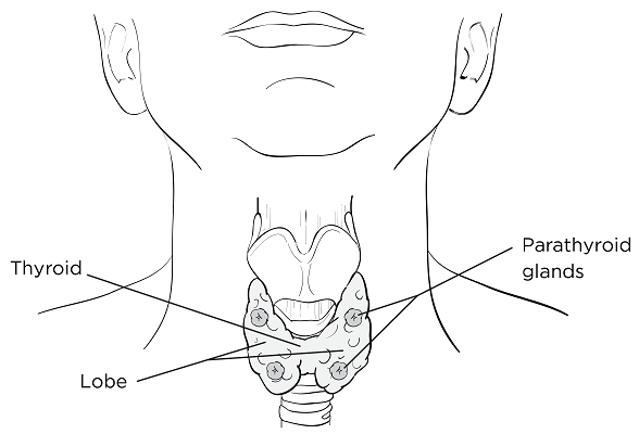 What should you expect if you are having a thyroidectomy?