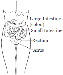 About Your Total Pelvic Exenteration Surgery | Memorial Sloan Kettering ...