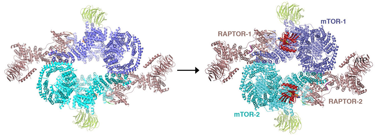 Structure and activation of the mTORC1 complex.