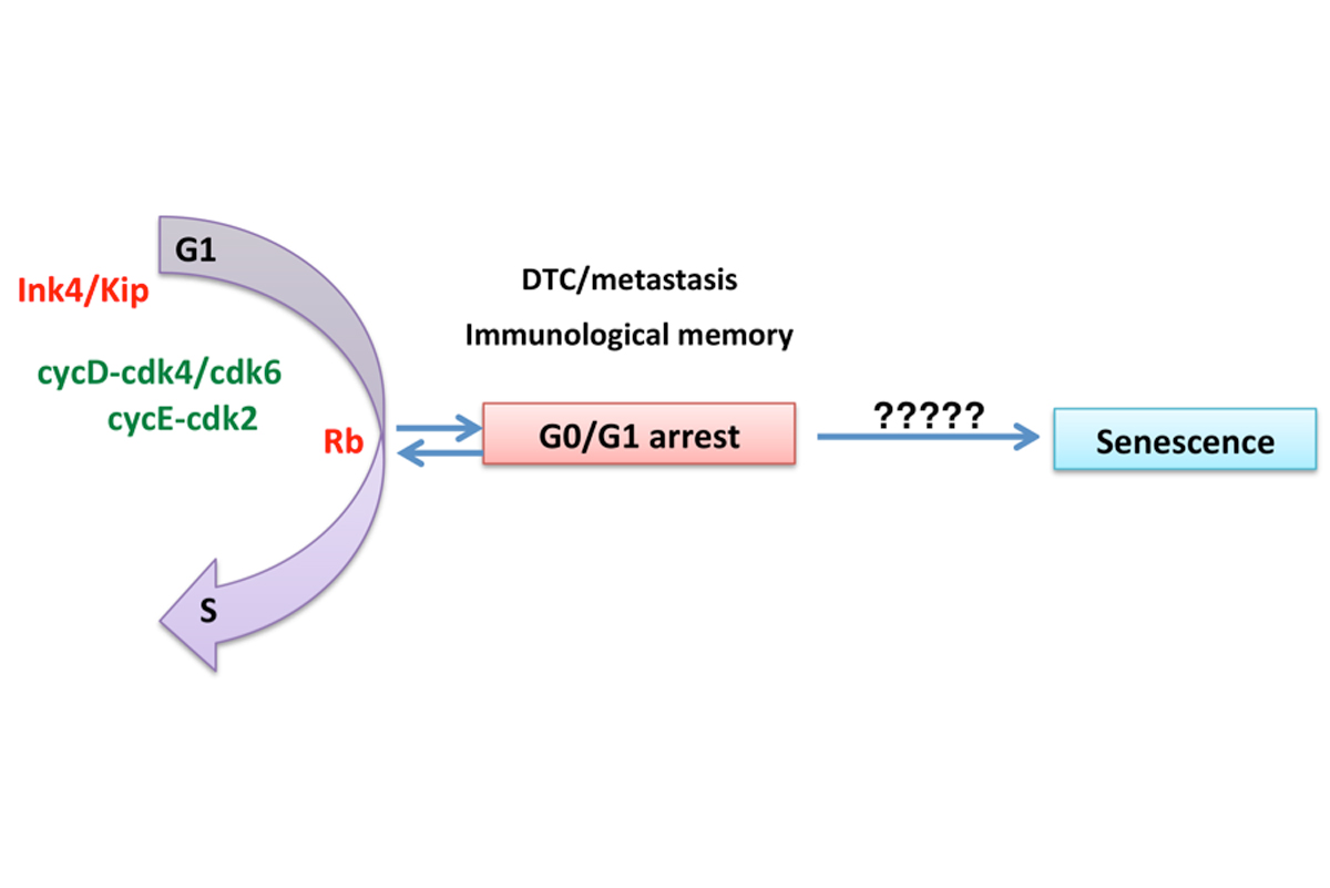 DTC/metastasis Immunological memory
