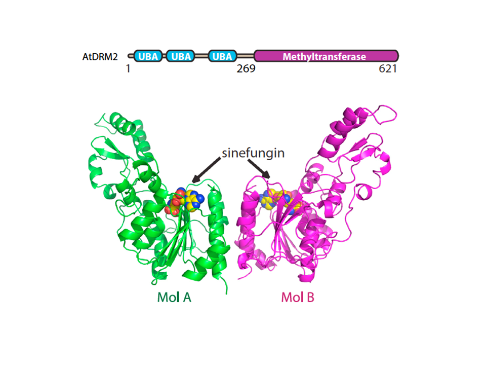 Molecular mechanism of action of plant DRM de novo DNA methyltransferases