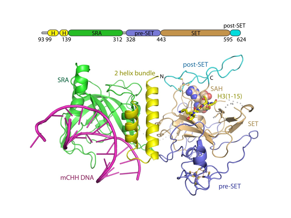 Mechanism of DNA methylation-directed histone methylation by KRYPTONITE