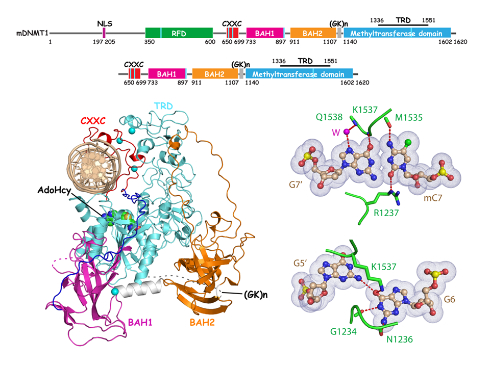 Autoinhibitory Complex Formed at CpG sites in DNMT1-mediated Maintenance DNA Methylation