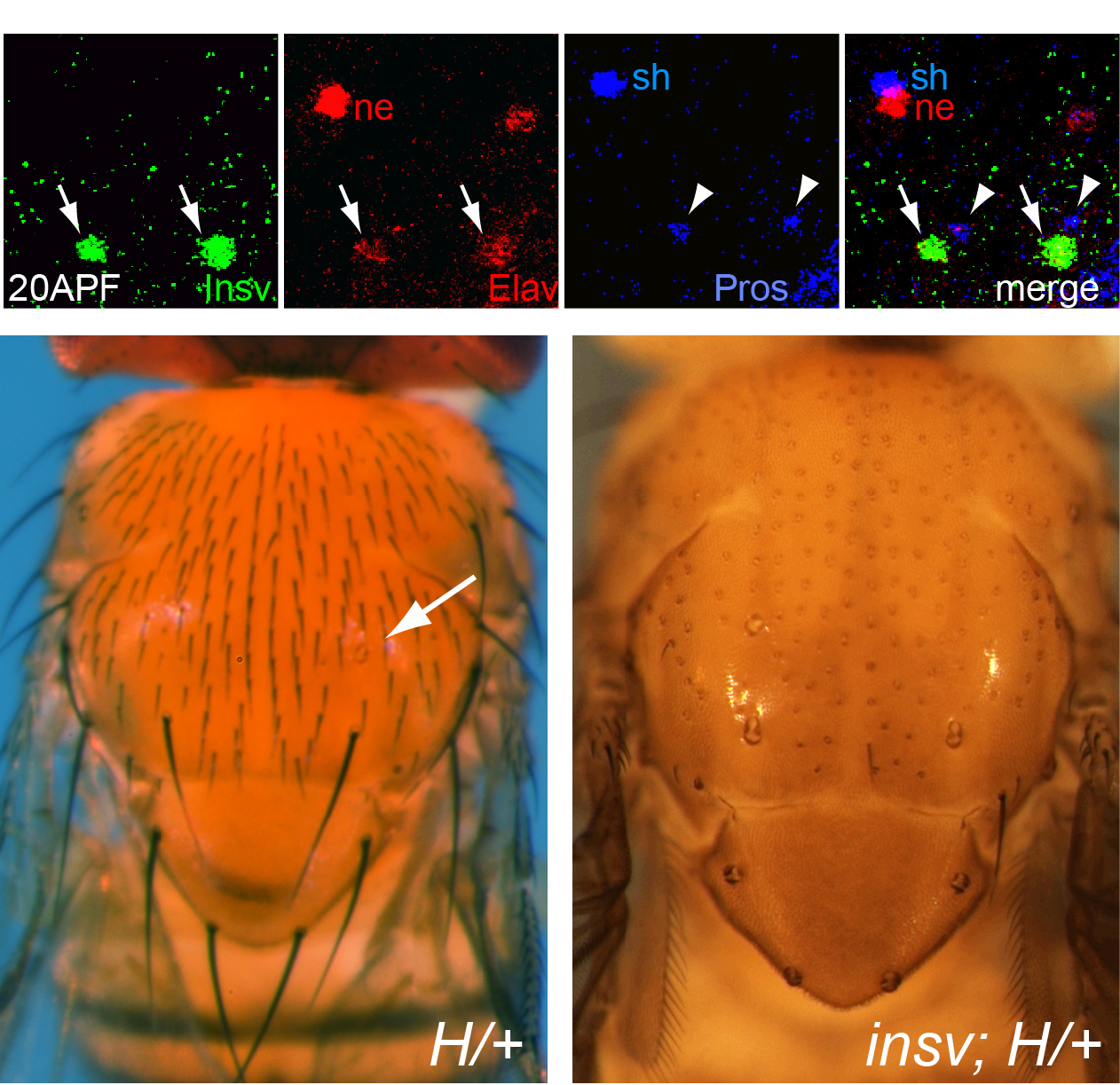 Figure 2 -- Insensitive (Insv) is a novel Notch antagonist. (Top) Immunostaining of pupal notum sensory organs shows Insv (green) is a nuclear factor that is an early neuronal antigen, as seen by coexpression with neural marker Elav (red) an exclusion with sheath marker Prospero (blue). As neurons mature and acquire full Elav levels, Insv disappears. (Bottom) Insv antagonizes Notch-dependent cell fate. Hairless (H) is a classical Notch repressor, and heterozygotes exhibit a mild double socketing phenotype (arrow) indicating shaft-to-socket cell fate conversion. Mutation of insv in this background results in complete double socketing of all sensory bristle organs.