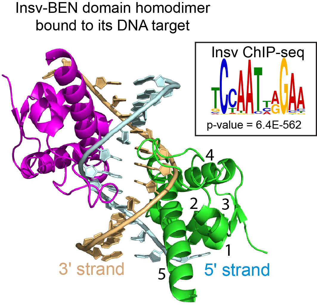 Figure 3 -- Insv contains BEN, a prototype of a new type of DNA binding domain. 