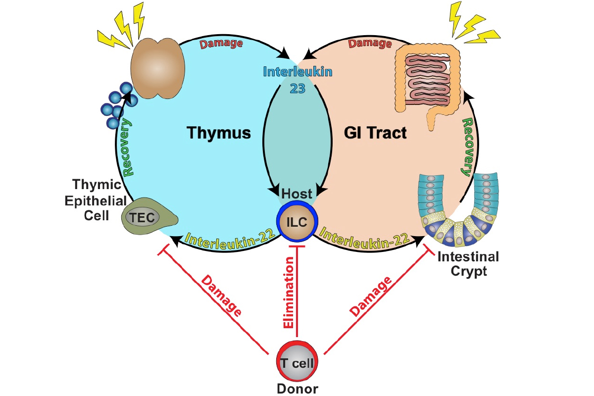 Parallel networks of immune-mediated tissue damage (caused by alloreactive donor T cells) and tissue regeneration (induced by innate lymphoid cells) in the gastrointestinal tract and thymus during hematopoietic transplantation. Radiation injury leads to IL-23 production that can stimulate ILCs to produce IL-22 and promote tissue regeneration. GVHD causes damage to the tissues directly and also eliminates the ILCs necessary for limiting the damage and promoting recovery.