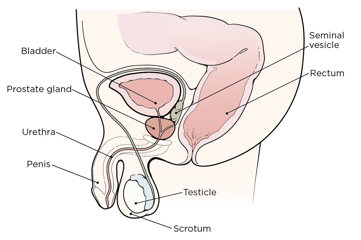 The bladder, prostate, and seminal vesicle in a male body