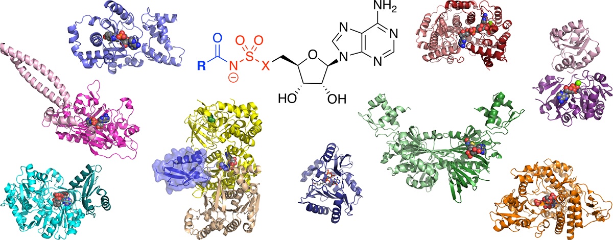 Journal of Antibiotics 2019 graphical abstract