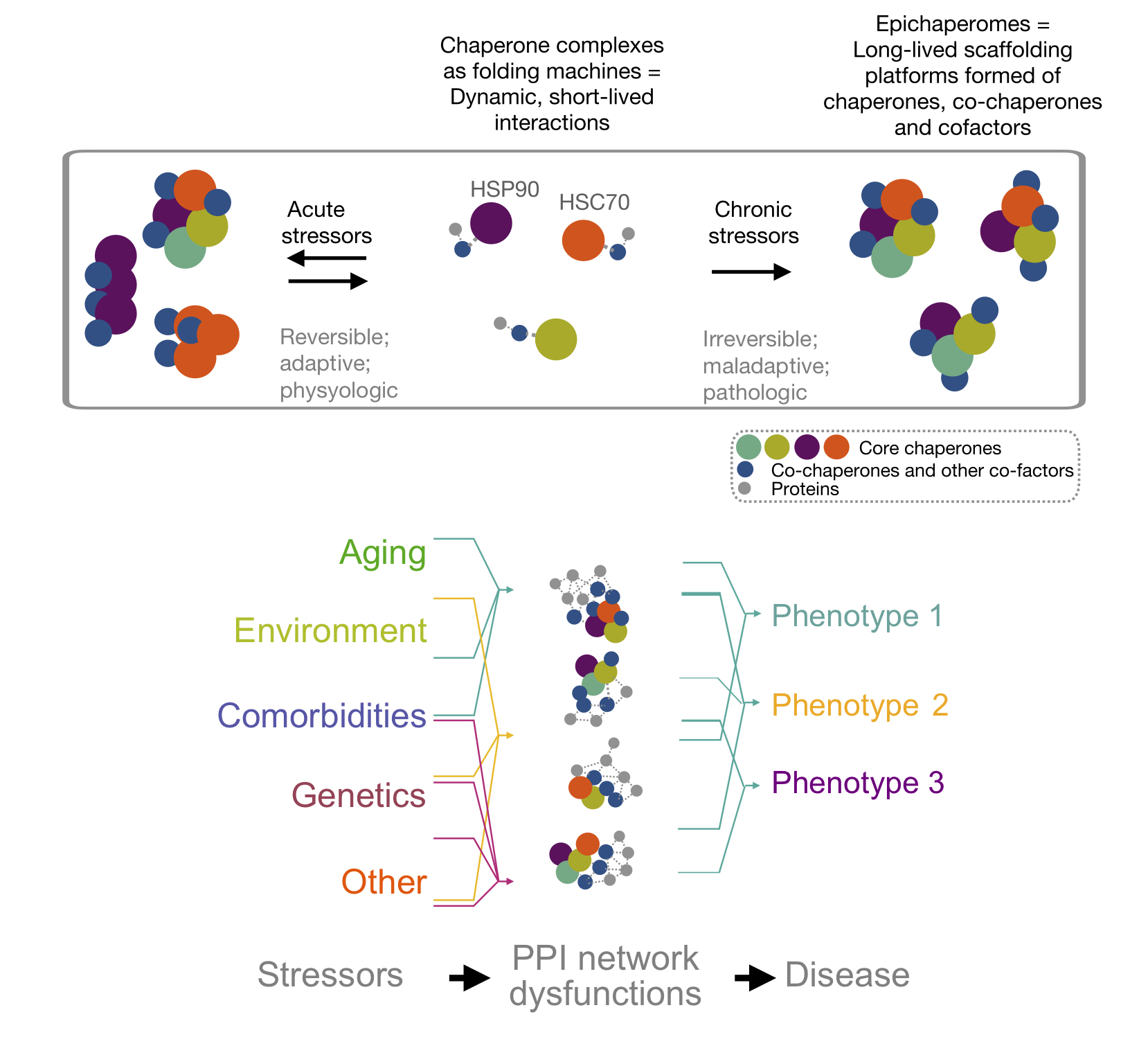 stressor-to-phenotype