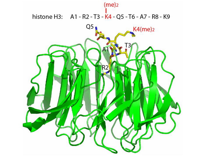H3K4me2 Bound to WDR5, a WD40 Protein