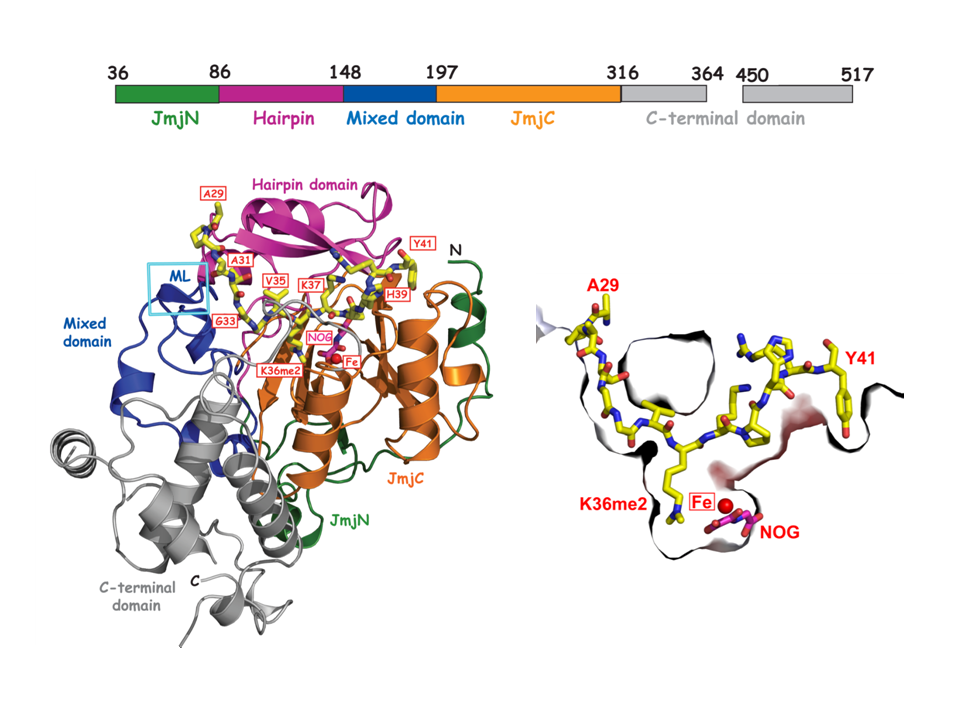 A molecular threading mechanism underlies jumonji lysine demethylase  KDM2A regulation of methylated H3K36