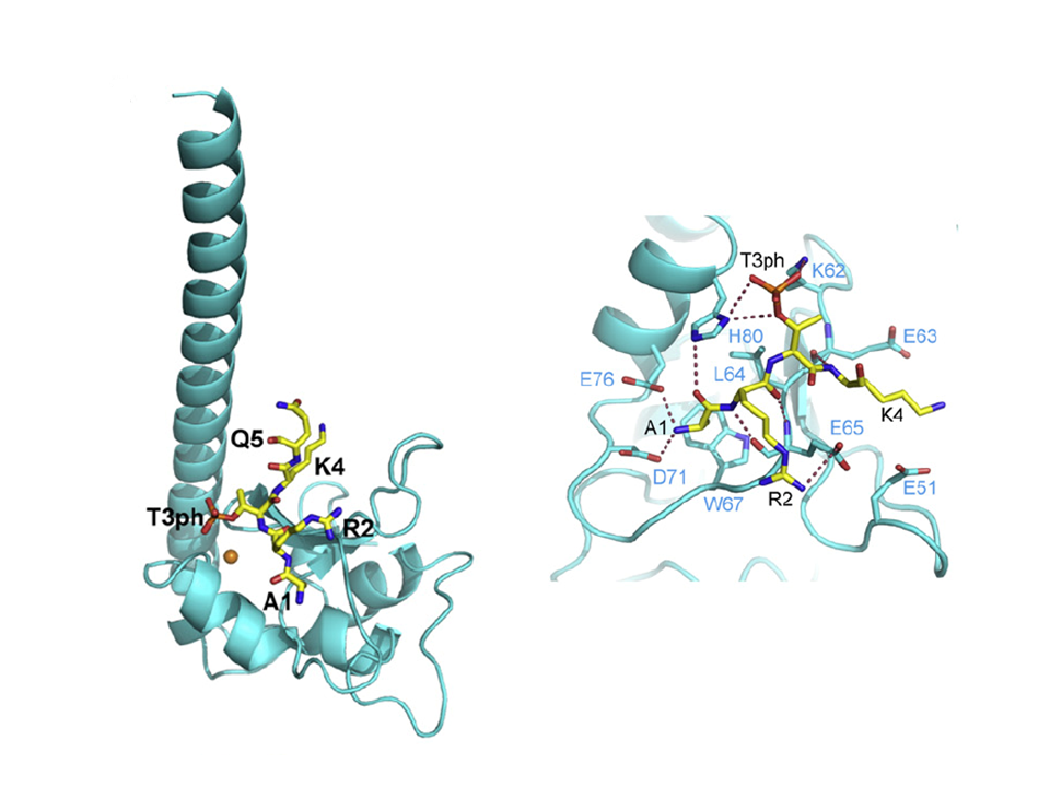 Recognition of H3T3ph and Smac/DIABLO N-terminal Peptides by Human Survivin