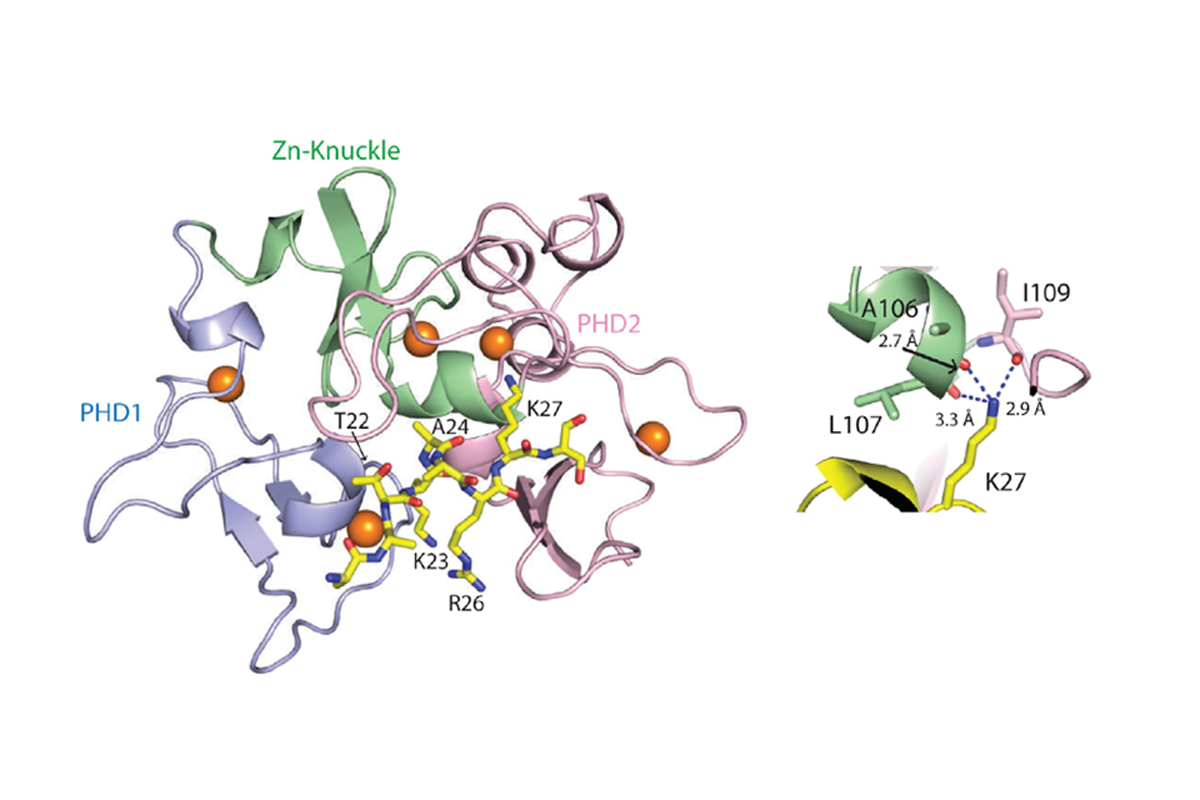 The PZP domain of AF10 senses unmodified H3K27 to regulate DOT1L-mediated methylation of H3K79