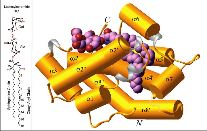 Lactosylceramide-GLTP Complex