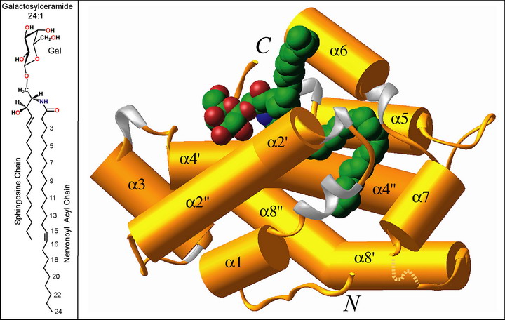 24:1 Galactosylceramide-GLTP Complex