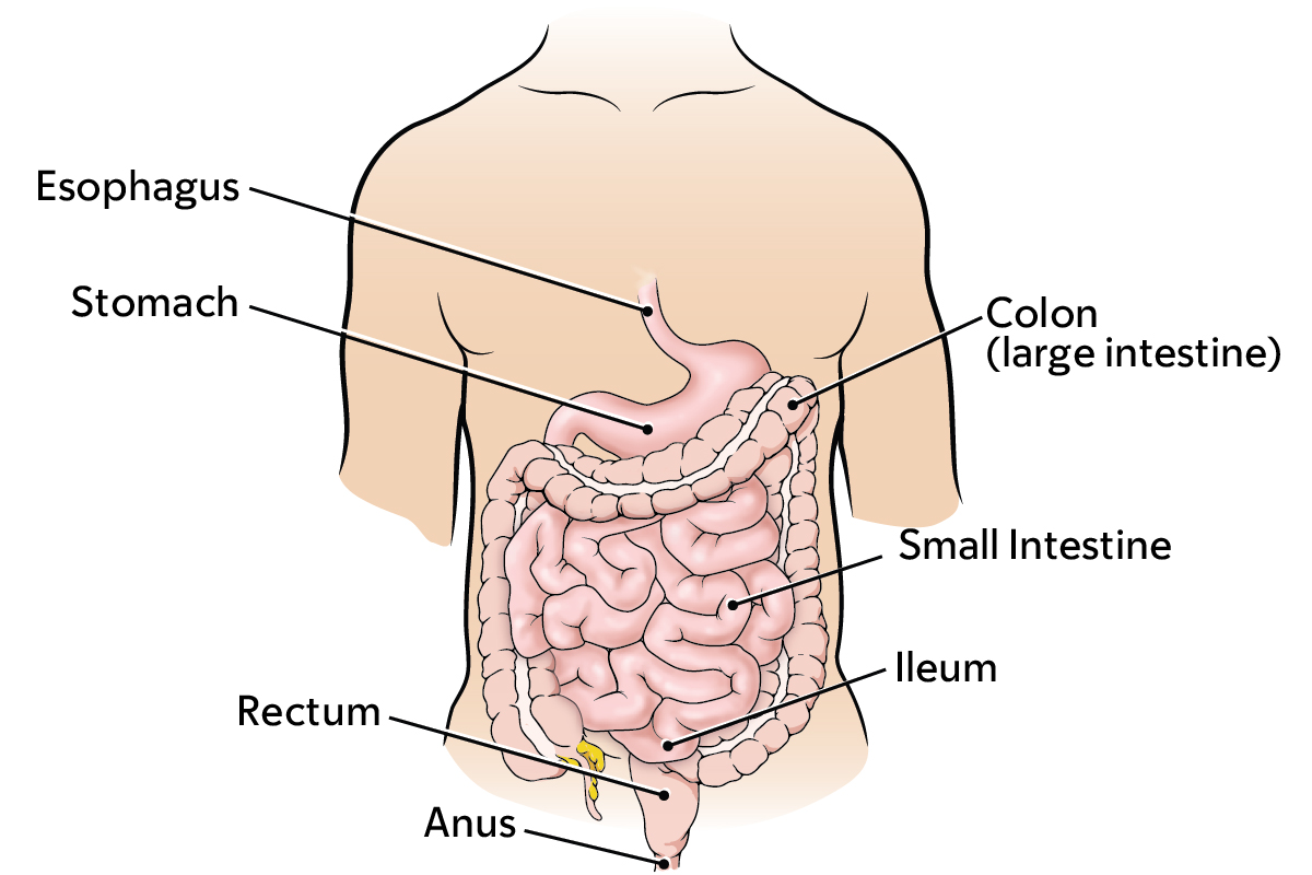 your digestive system