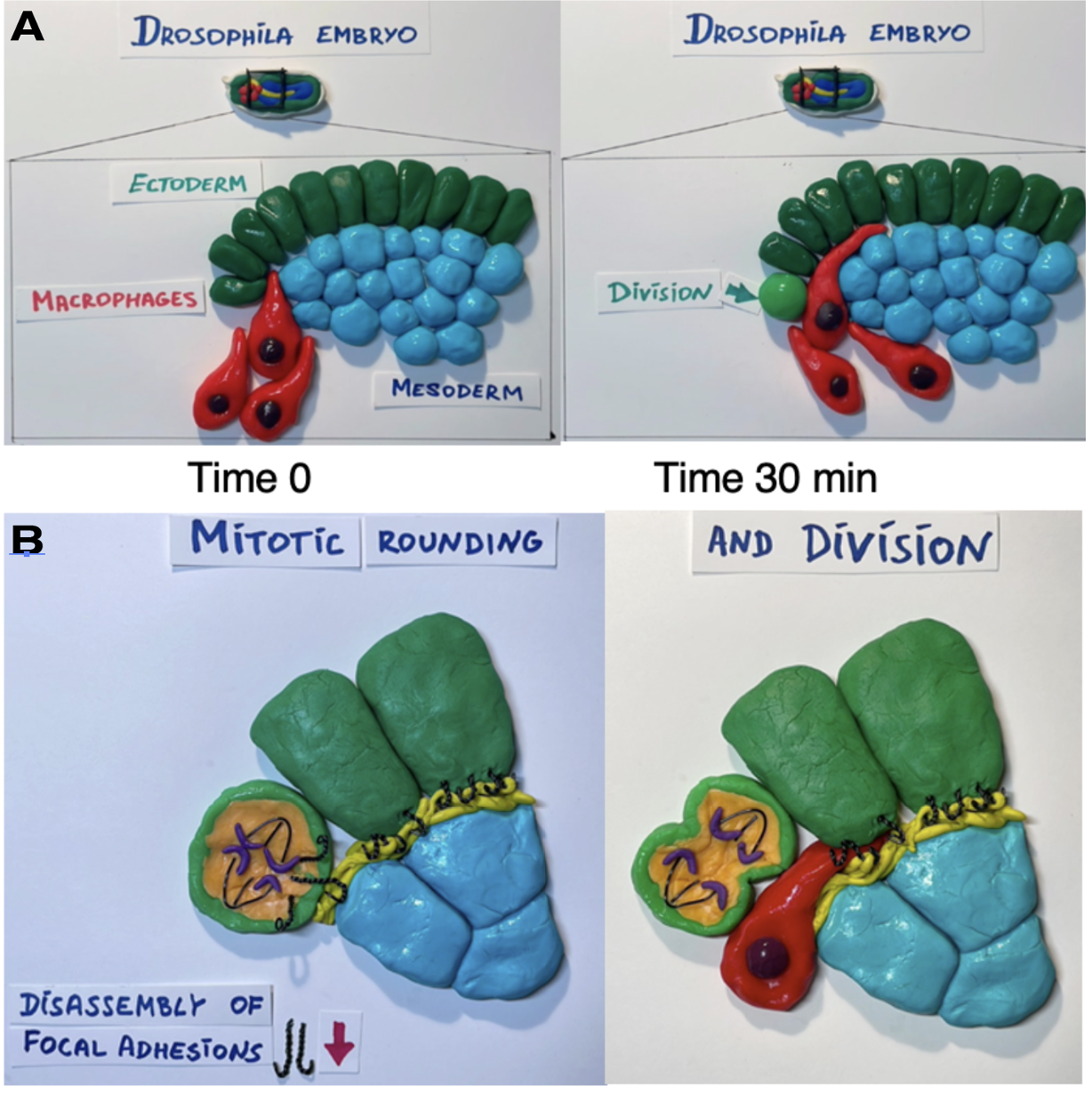 Clay schematic