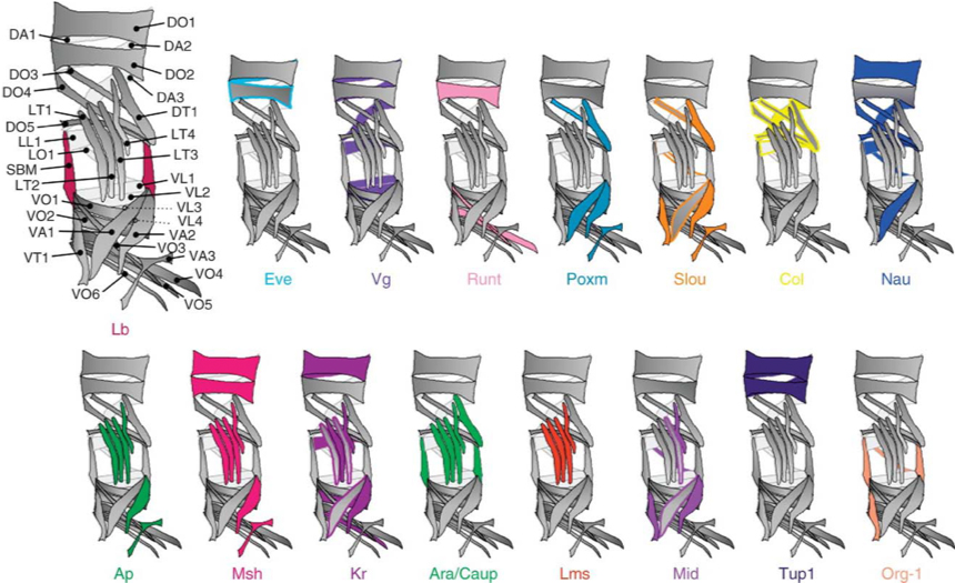 Diagram of muscle transcriptional genes which control the muscle identity (size, shape, orientation, innervation).