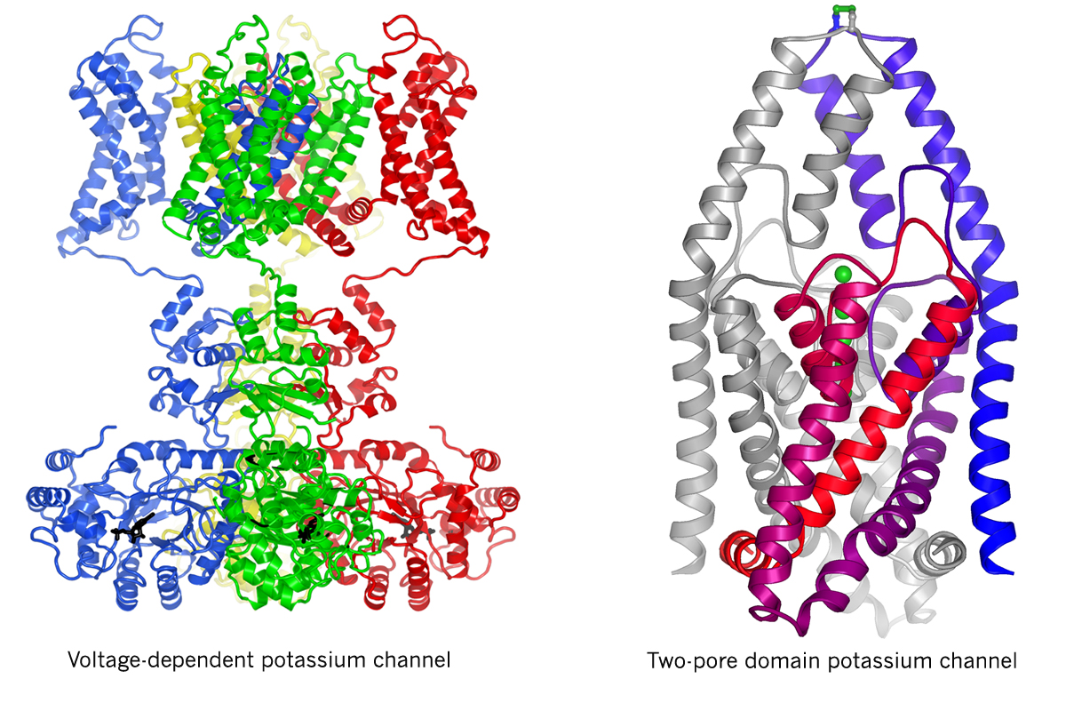 Voltage-dependent potassium channel and Two-pore domain potassium channel