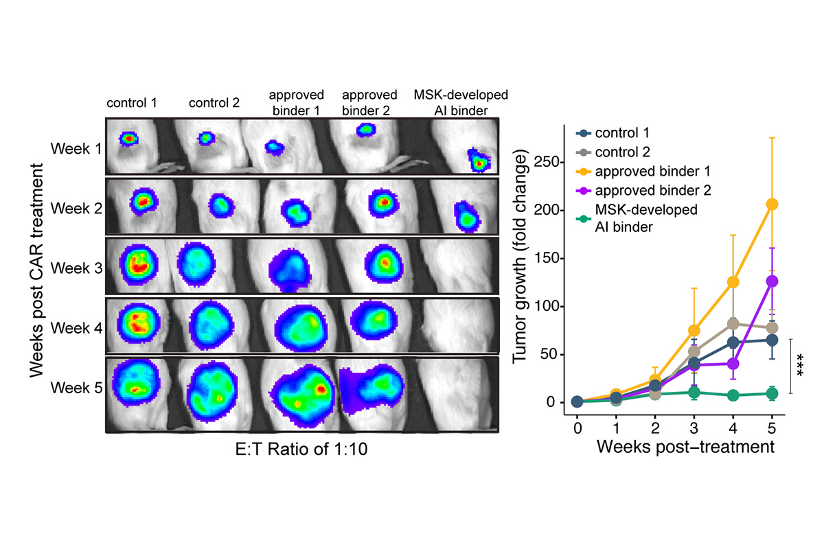 scientific image showing MSK AI binders protecting mice from cancer