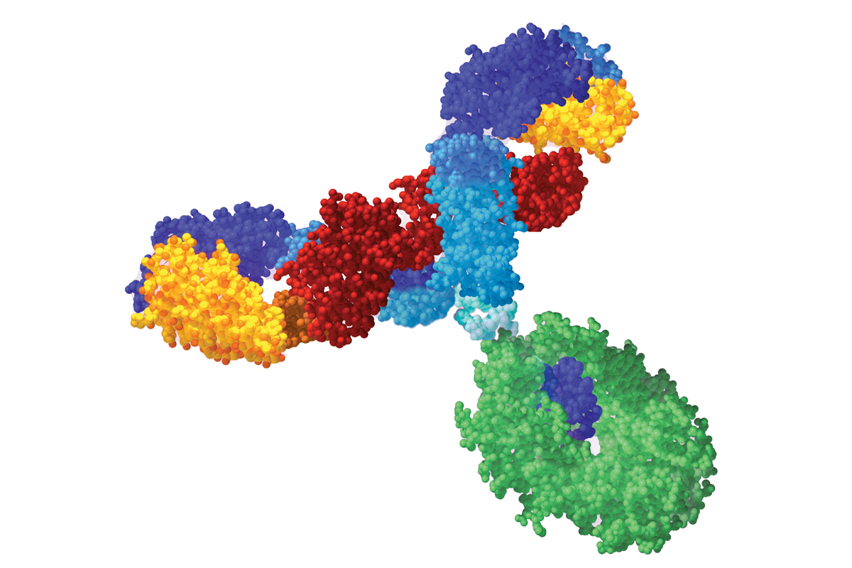 The monoclonal antibody lintuzumab targets the protein CD33, which is found on the surface of leukemia cells. The drug was developed at MSKCC and is now in several late-stage clinical trials.