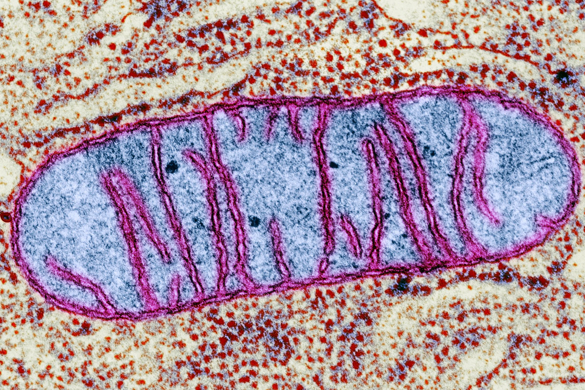 A cell structure called mitochondrion imaged by transmission electron microscopy. Within mitochondria, sugars and fats are oxidized to produce energy needed for diverse cell functions.