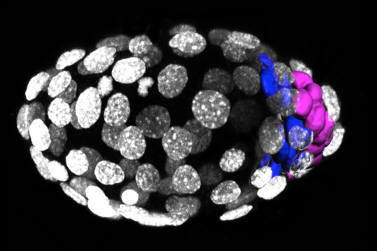 An early structure of a developing mouse embryo called a blastocyst, imaged by confocal 3-D microscopy. The colored areas represent cell layers called the epiblast (pink) and the primitive endoderm (blue).