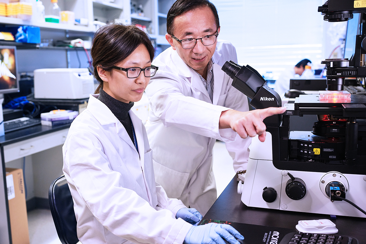 SKI cell biologists Junmei Yi (left) and Xuejun Jiang in the lab.