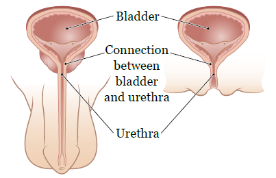 Figura 1. Conexión entre la vejiga y la uretra