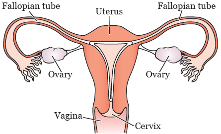 Figura 1. Sistema reproductivo femenino