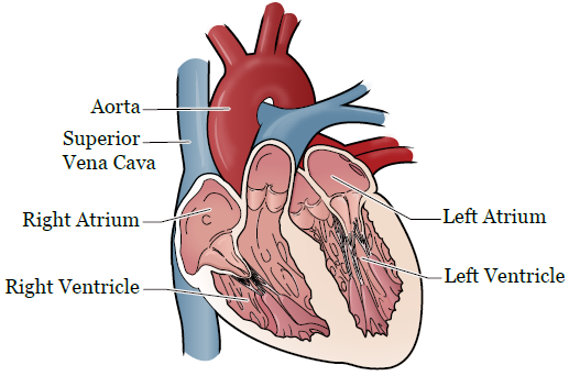 Figure 1. Les quatre cavités du cœur