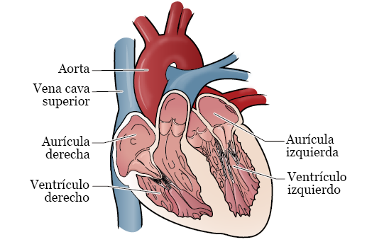 Figura 1. Las 4 cavidades del corazón