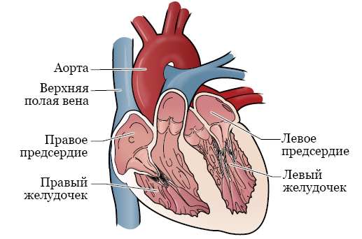 Рисунок 1.  4 камеры вашего сердца