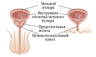 Рисунок 1.  Мочевой пузырь и уротелий