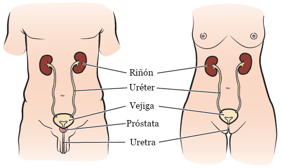 Figura 1. El aparato urinario