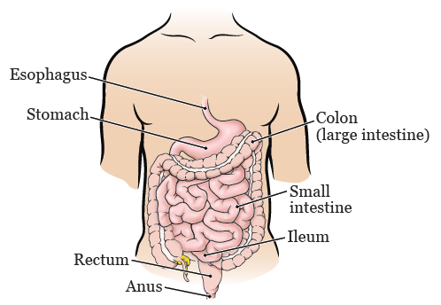 Figure 1. Your digestive system