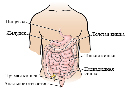 Рисунок 1.  Пищеварительная система