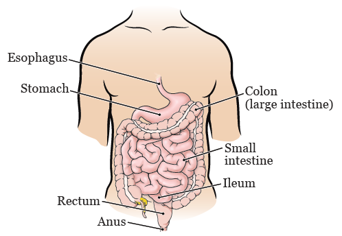 ¡Puaj! 40+  Hechos ocultos sobre   Colon! Colon (punctuation) (:), a punctuation mark;