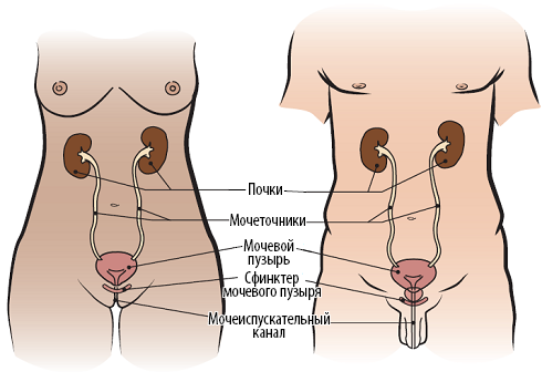 Рисунок 1.  Женская (слева) и мужская (справа) мочевыделительные системы