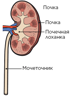 Рисунок 2.&nbsp; Строение почки