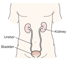 Figure 1. Your kidneys
