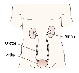 Figura 1. Los riñones