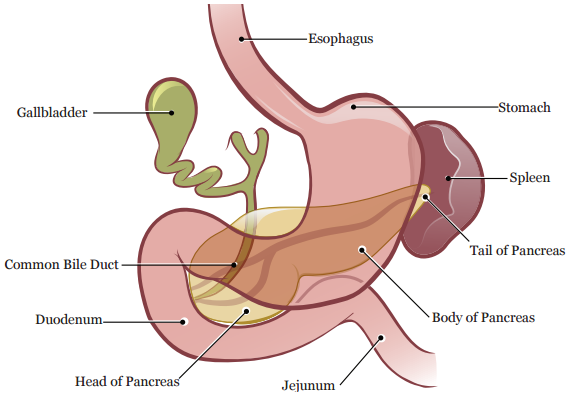 Figura 1. El páncreas antes de una pancreatectomía distal 