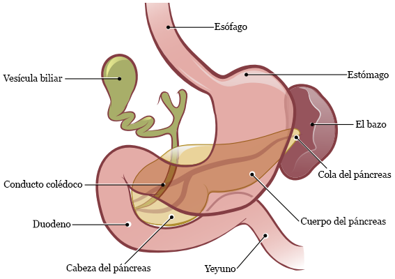 Figura 1. El páncreas antes de una pancreatectomía distal 