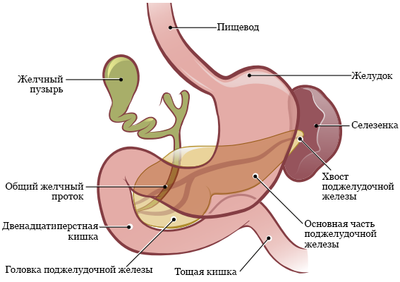 Рисунок 1.  Поджелудочная железа перед дистальной панкреатэктомией 
