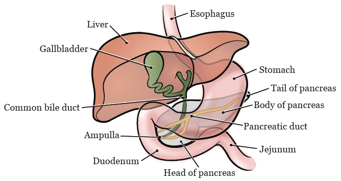 Рисунок 1.  Поджелудочная железа и окружающие органы