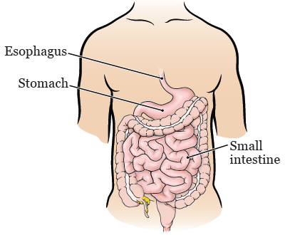Figura 1. Sistema digestivo.
